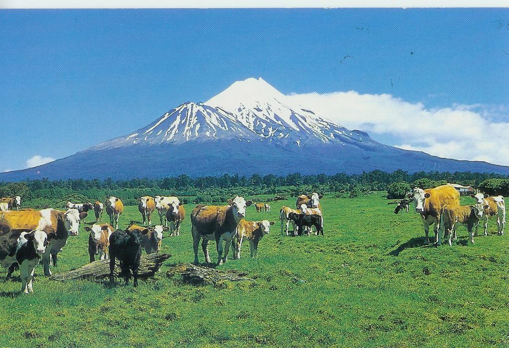 Wheatly Downs Farmstay And Backpackers Hawera Exterior foto